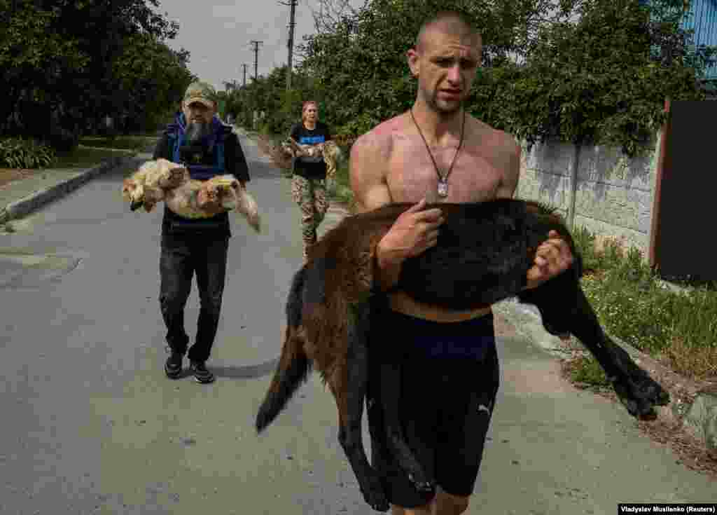 Volunteers carry dogs away from the floodwaters in Kherson on June 7. The dogs were tranquilized&nbsp;to make them easier to move. Thousands of people in southern Ukraine were forced to flee their homes, leaving behind their pets, after the breach of the Nova Kakhovka dam on June 6.