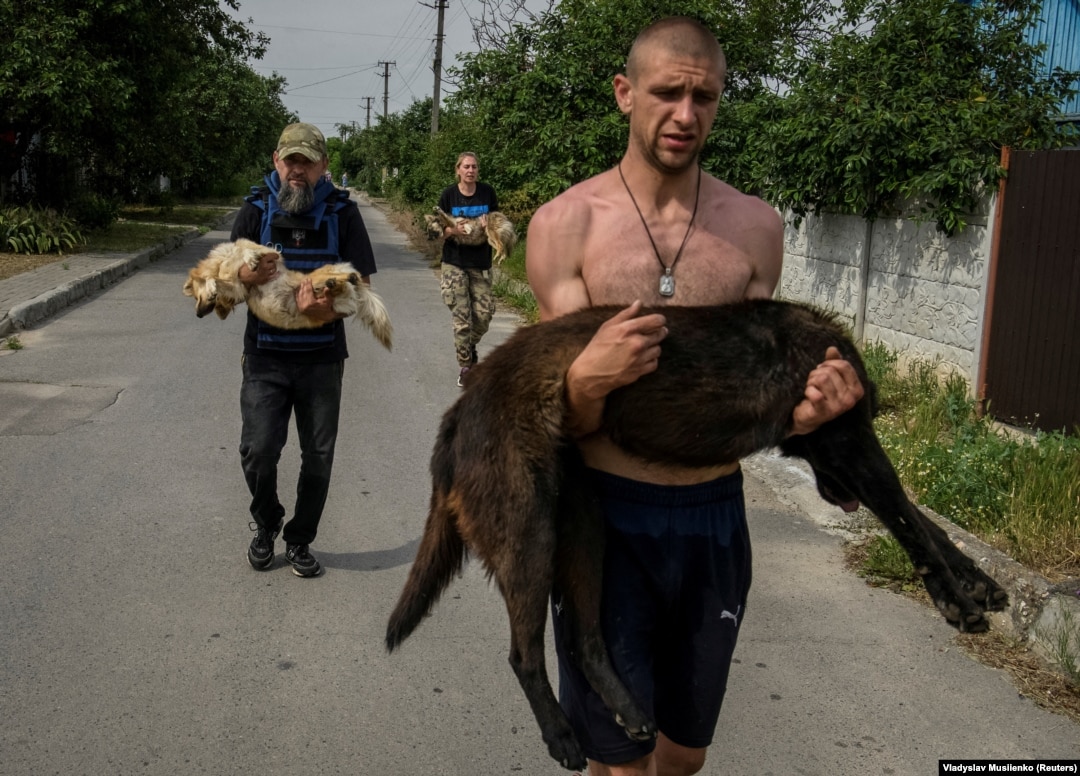 Затоплены и измотаны. Как спасают домашних животных в Херсоне