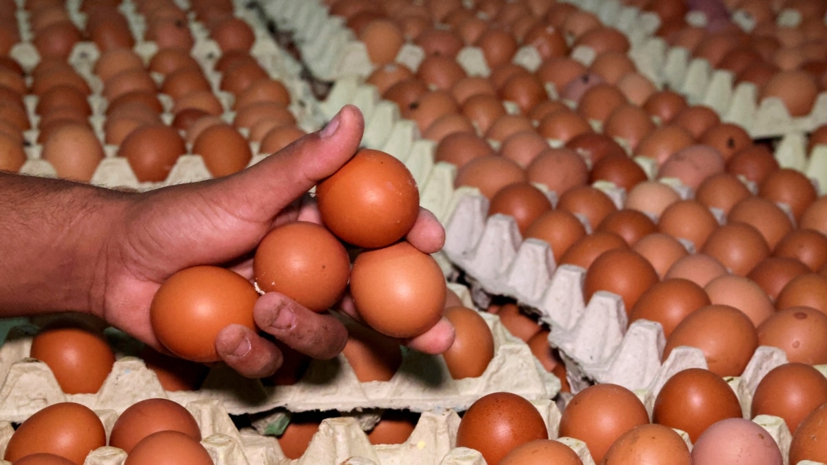 Євросоюз поверне мита на яйця та цукор із України – FT