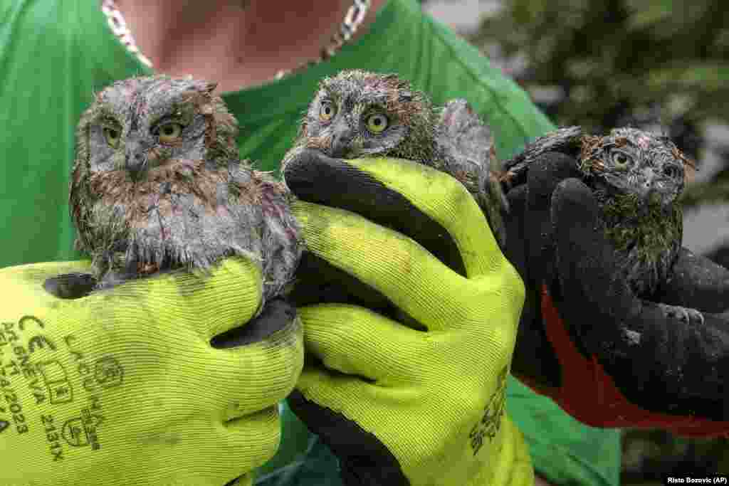 A municipal worker holds owlets rescued from a fallen tree after a powerful storm in Podgorica on July 2.