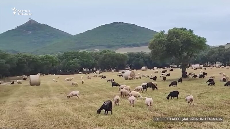 Италия кыргызстандык 100 чабанды ишке чакырат 