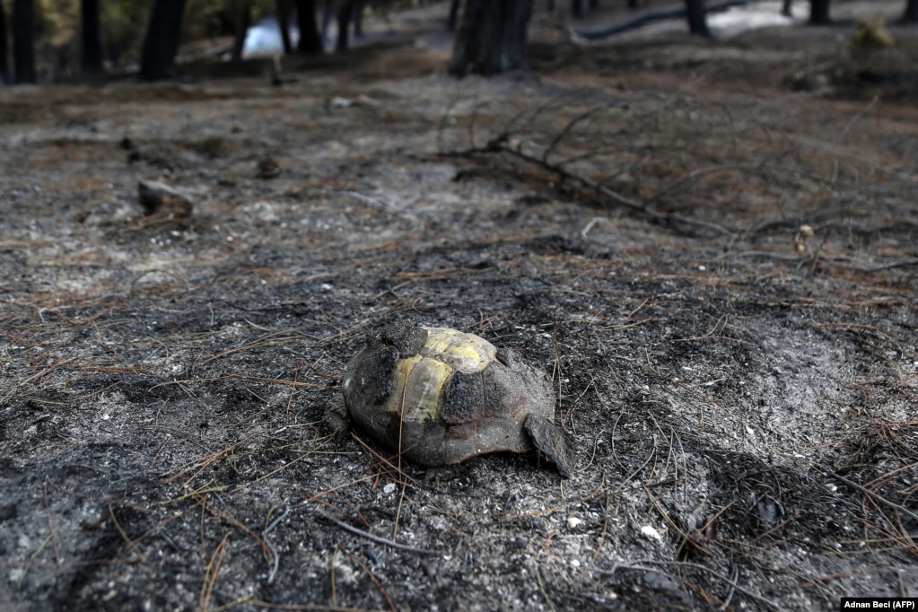 Një breshkë e djegur nga zjarret e egra në pyllin e Krapsit.