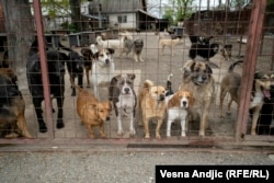Zakon o dobrobiti životinja u Srbiji zabranjuje napuštanje pasa