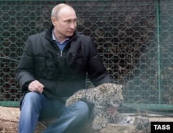 Владимир Путин c детенышем леопарда по кличке Гром