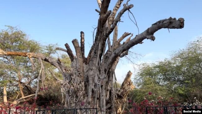 درخت انجیر معابد معروف جزیره کیش که به طور کامل خشک شده است