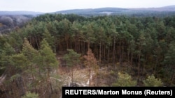 Умирающий сосновый лес в Венгрии