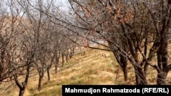 Сув тақчиллиги туфайли қуриб қолган мевали дарахтлар. Тожикистон, Кулоб.