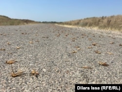 Дорога, успынная мертвой саранчой. Село Байтогай, Түркестанская область, 11 июня 2024 года