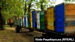 Лісова пасіка на Дніпропетровщині, серпень 2023 року