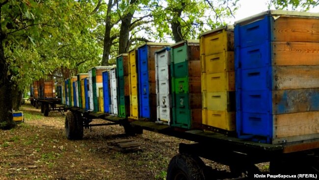 Лісова пасіка на Дніпропетровщині, серпень 2023 року