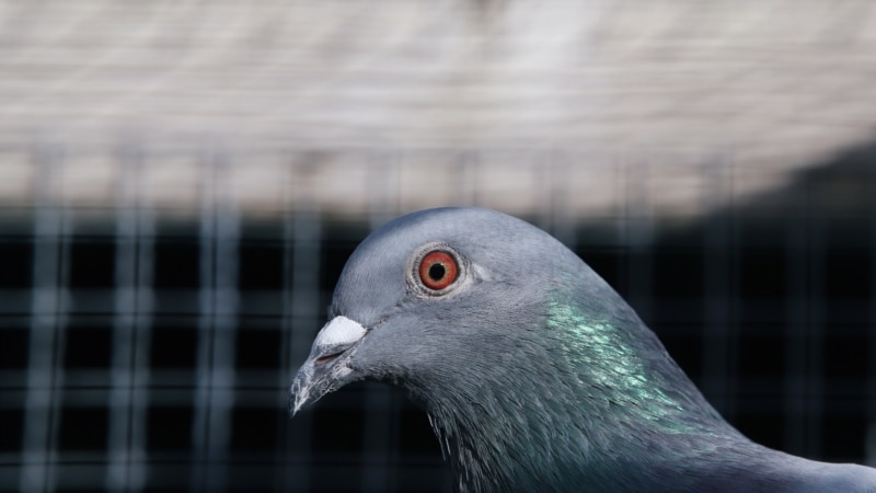 В Индии освободили голубя – его подозревали в шпионаже и держали в клетке 8 месяцев