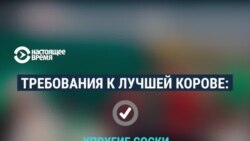 В Беларуси прошел ежегодный конкурс красоты среди коров: победила Родина