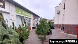Продажа новогодних елей в Керчи, 20 декабря 2023 года