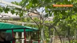 Боғбон: “Айти”нинг келажаги қандай бўлса, боғбончилик ҳам шундай
