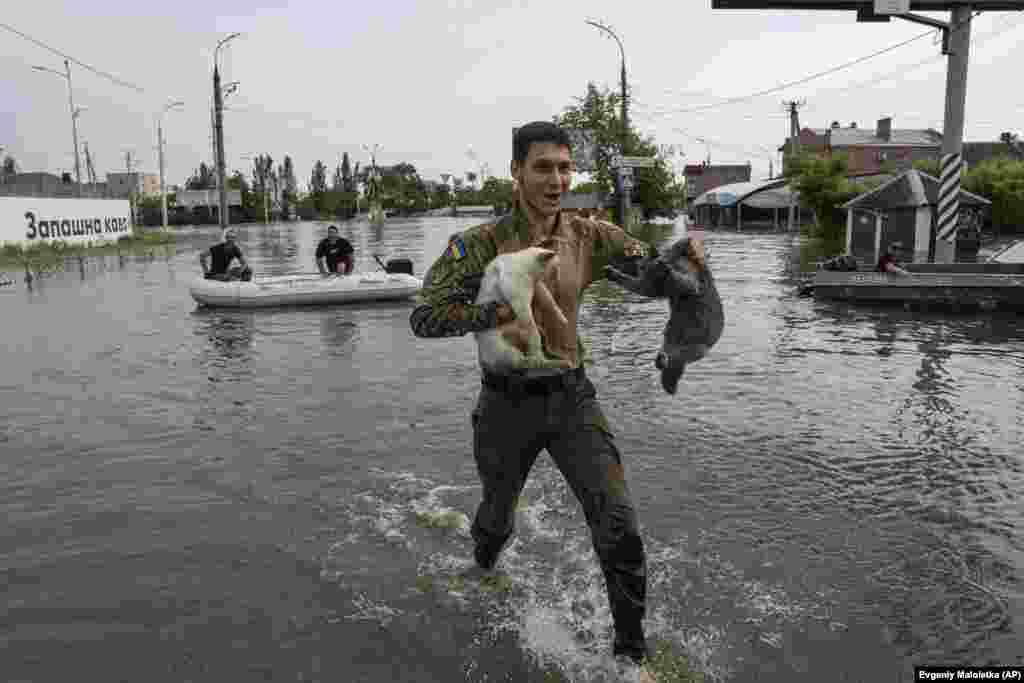 A volunteer evacuates cats from a flooded neighborhood in Kherson, Ukraine.