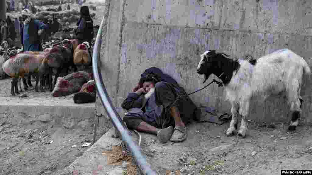 A man rests next to his goat as he waits for customers at a livestock market. The meat from sacrificed animals is shared in three equal parts among family, friends, and the poor in a message of piety and charity. &nbsp;