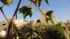 AFGHANISTAN AGRICULTURE