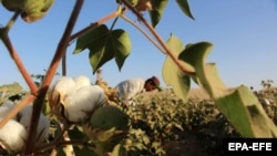 AFGHANISTAN AGRICULTURE