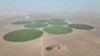 Emiratet mbjellin shkretëtirën me grurë