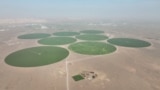 Emiratet mbjellin shkretëtirën me grurë