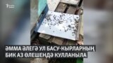 Татарстанда бал кортлары күпләп үлә