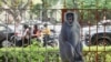 A cutout of a langur is tied to a fence alongside a road to scare away monkeys ahead of the G20 Summit in New Delhi.