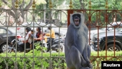 A cutout of a langur is tied to a fence alongside a road to scare away monkeys ahead of the G20 Summit in New Delhi.