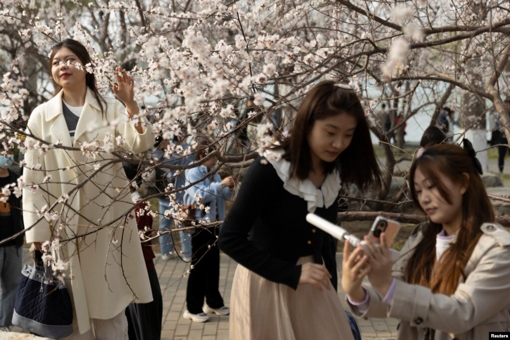 Një grua pozon për foto gjatë sezonit të lulëzimit të qershisë në parkun Yuyuantan në Pekin, Kinë.