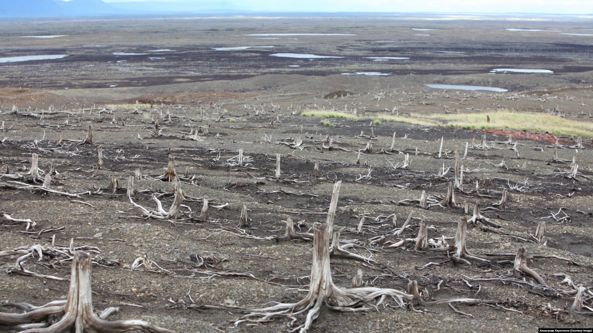 Una foresta intorno a Norilsk che è morta a causa delle emissioni nocive.
