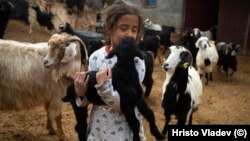 Малко момиче играе с козите си в Сирия.