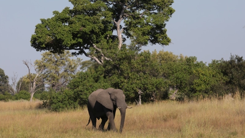 Ботсвана пригрозила Германии 20 тысячами слонов из‑за запрета трофеев