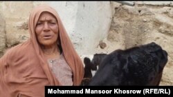 بی بی جان یکی از زنان روستا نشین در ولایت بامیان که دو تا گاو شیری دارد و تلاش می کند با استفاده از محصولات حیوانی مخارج خانواده خود را تامین کند.