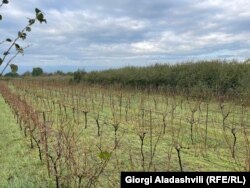 სეტყვის შედეგები კახეთში