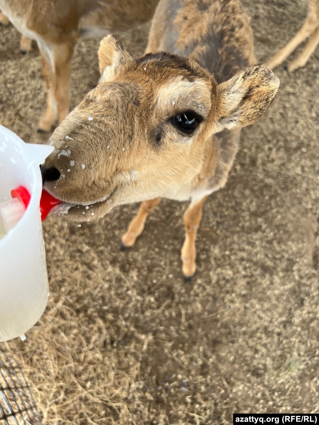 Лесбиянки және олардың ойыншықтарын онлайн көріңіз