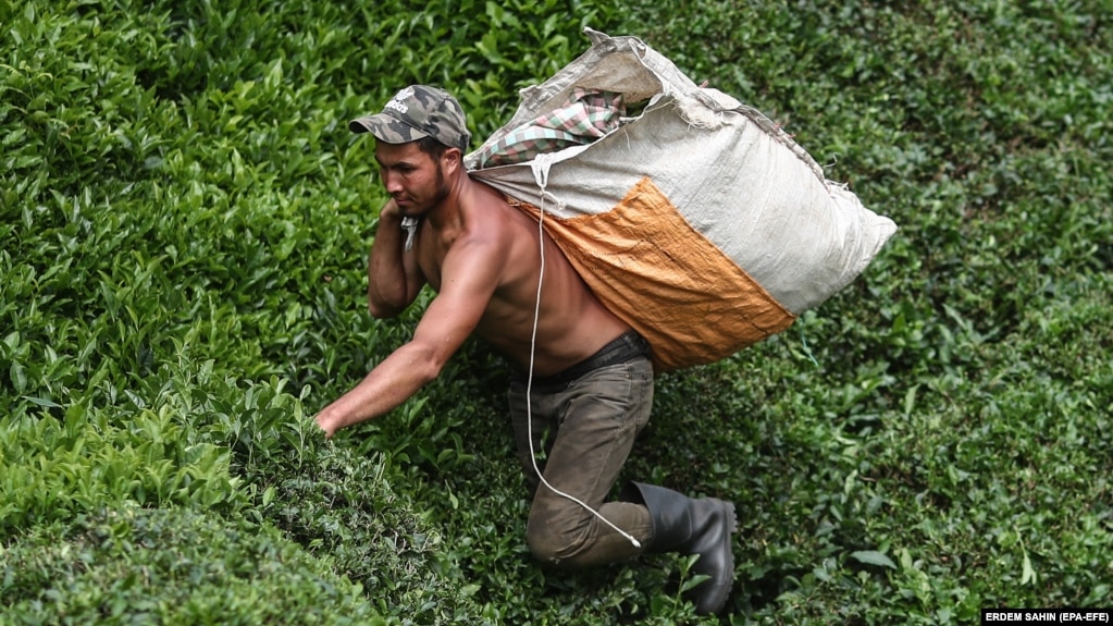 Un migrante afghano trasporta un sacco pieno di foglie di tè su per un pendio nel distretto di Hopa.  Secondo le Nazioni Unite, circa la metà dei 40 milioni di afghani soffre di grave insicurezza alimentare, con 6 milioni sull'orlo della fame. trovare lavoro nei paesi vicini.   
