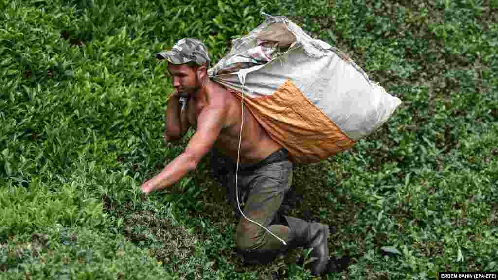 An&nbsp;Afghan migrant carries a sack filled with tea leaves up a slope in the Hopa district. Around half of Afghanistan&#39;s 40 million people are acutely food insecure, according to the United Nations, with 6 million on the brink of starvation.&nbsp;With many Afghans desperate to feed their families, hundreds of thousands have fled their homeland to find work in neighboring countries. &nbsp;