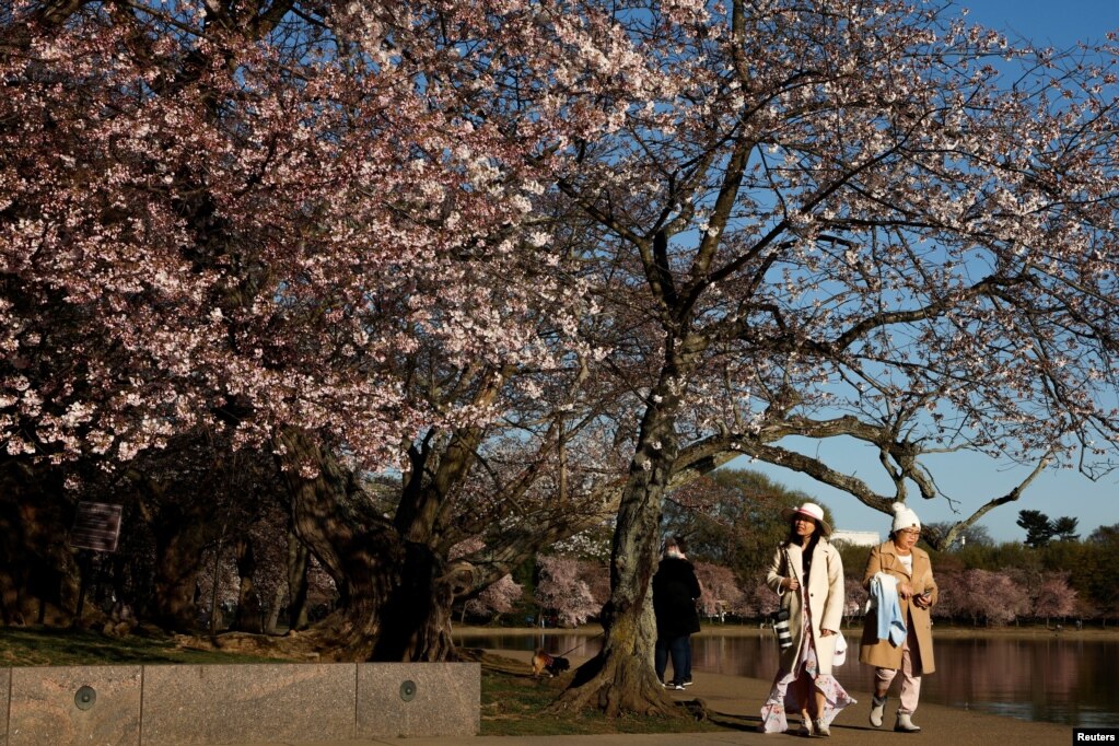 Njerëzit duke ecur mes qershive që kanë lulëzuar në Uashington, SHBA.