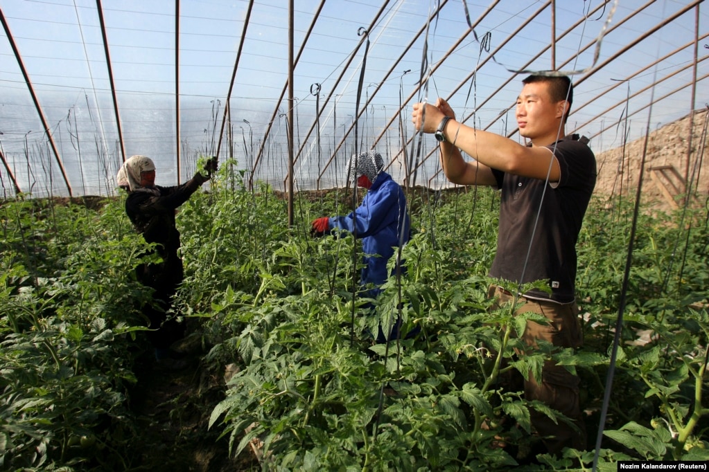 A Chinese farmer tends to plants in a greenhouse in the the town of Bustonkala, 100 kilometers south of the Tajik capital, Dushanbe, in 2011.