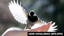 این انجمن اعلام کرد برای این منظور کمیته‌ای متشکل از «افراد متخصص در علوم اجتماعی، ارتباطات، پرنده‌شناسی و آرایه‌شناسی» تشکیل خواهد شد