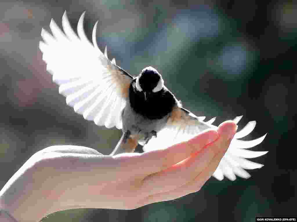 A tit bird spreads its wings to land on the palm of a girl offering food in her hand, in Kyrgyzstan&#39;s Ala-Archa nature park outside Bishkek.