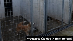 Former mayor of Podgorica, Ivan Vukovic during a visit to the Shelter for lost and abandoned pets in Podgorica