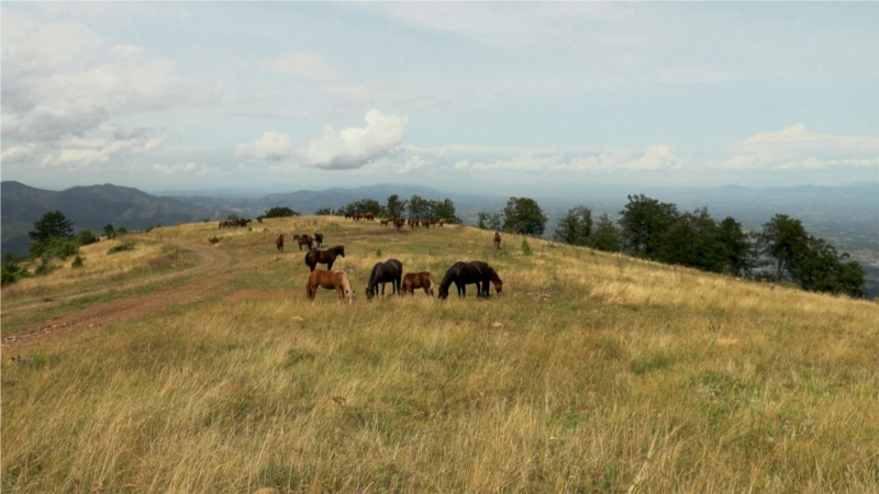 Krdo divljih konja opstaje na jugozapadu Srbije