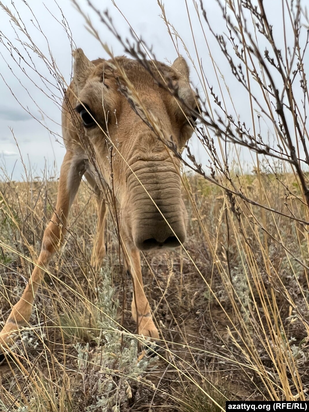 Cartoon Network-тегі порно мультфильмдер Пискаға жабысып қалған порно көру