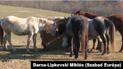 A siófok-töreki Dharma állatmenhely lovai