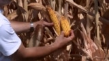 Bosnia extreme heat devastate corn