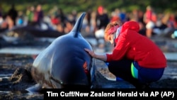 Sumnja se da je celo jato nasukano nakon što je jedan kit imao komplikacije na porođaju. Na ilustrativnoj fotografiji nasukano jato grindova na obala Novog Zelanda 2017. godine.