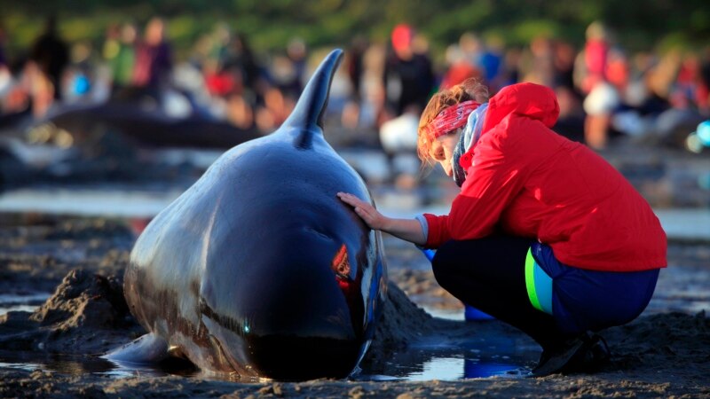 Preko 50 kitova umrlo nakon  nasukavanja na škotskoj plaži