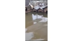 Приют "Открой свое сердце" во время наводнения, Приморье.mp4