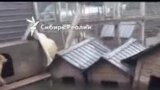 Приют "Открой свое сердце" во время наводнения, Приморье.mp4