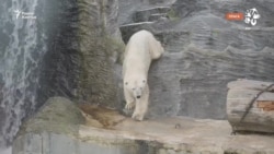 Что известно о гибели в Алматы полярного медведя Тома, привезённого из Праги?